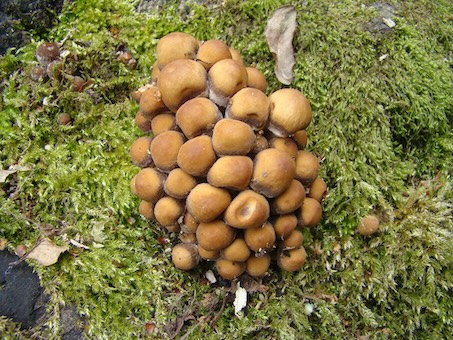 sulphur tuft